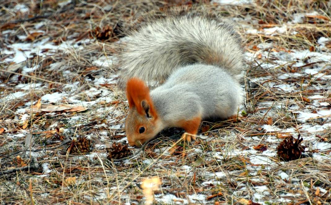 Doğanın renkli misafirleri! Kars'ta kızıl sincaplar yaşam alanlarında görüntülendi 10